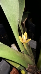 Maxillaria
