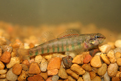 Etheostoma zonale