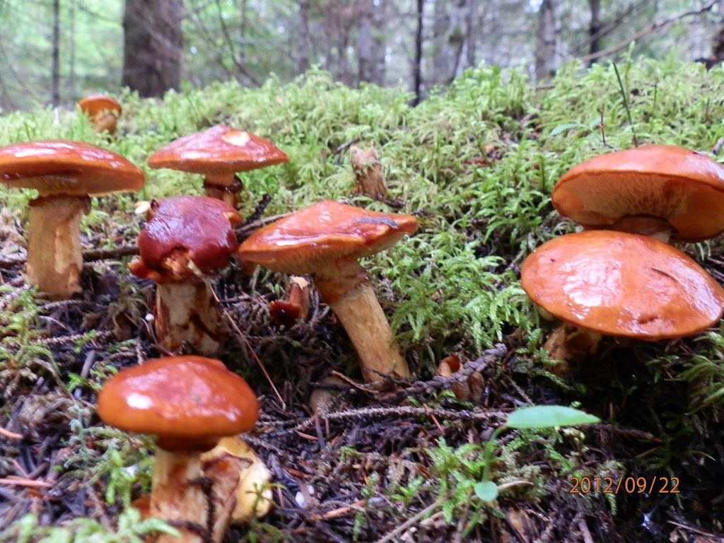 Boreal Bolete