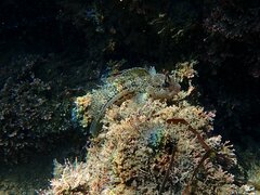 Hypsoblennius gentilis