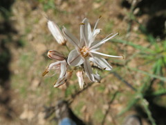 Asphodelus ramosus ramosus