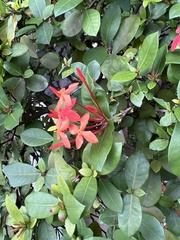 Ixora coccinea
