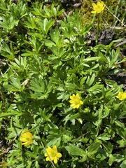 Ranunculus peduncularis