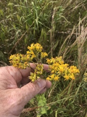 Solidago rigida rigida