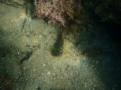 Hypsoblennius gentilis