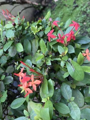 Ixora coccinea