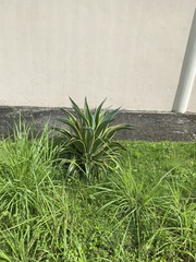 Agave desmettiana