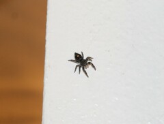 Phidippus audax