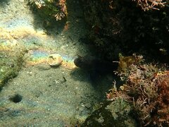 Hypsoblennius gentilis