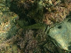 Hypsoblennius gentilis