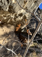 Quercus gambelii