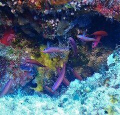 Striped Splitfin photo 1