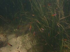 Chromis punctipinnis