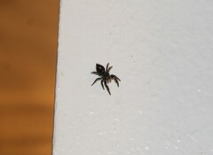 Phidippus audax