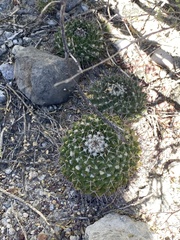 Mammillaria carnea