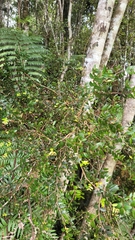 Metrosideros diffusa