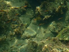 Chromis punctipinnis