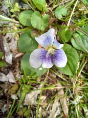 Viola sororia