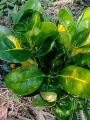 Coprosma repens