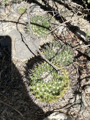 Mammillaria carnea