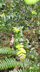 Metrosideros diffusa