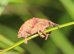 Gonipterus