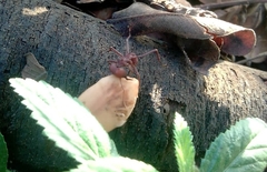 Atta cephalotes