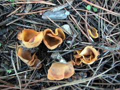 Otidea subformicarum