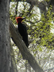 Campephilus magellanicus