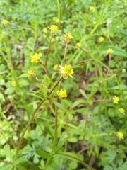 Ranunculus micranthus