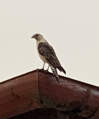Daptrius chimachima