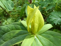 Trillium sessile