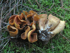 Otidea subformicarum