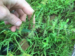 Echinochloa muricata microstachya