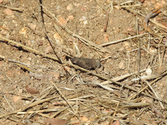 Lactista gibbosus