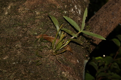 Dendrobium gracilicaule