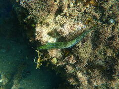 Heterostichus rostratus