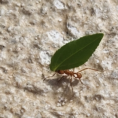 Acromyrmex octospinosus