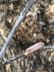 Stagmomantis limbata