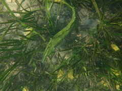 Heterostichus rostratus