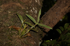 Dendrobium gracilicaule