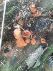 Anthracophyllum archeri