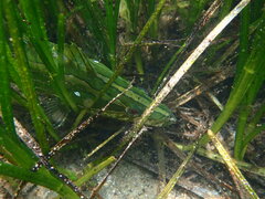 Heterostichus rostratus