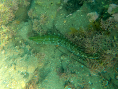 Heterostichus rostratus