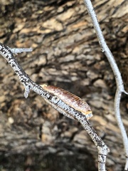 Stagmomantis limbata