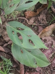 Monstera adansonii