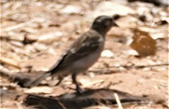 Gymnoris superciliaris