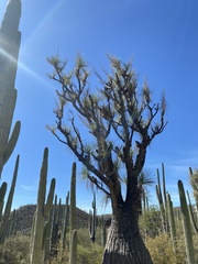 Beaucarnea