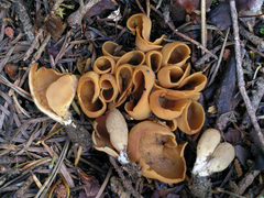 Otidea subformicarum