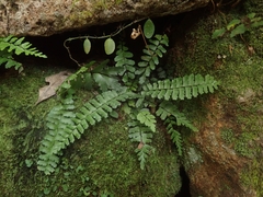 Asplenium normale